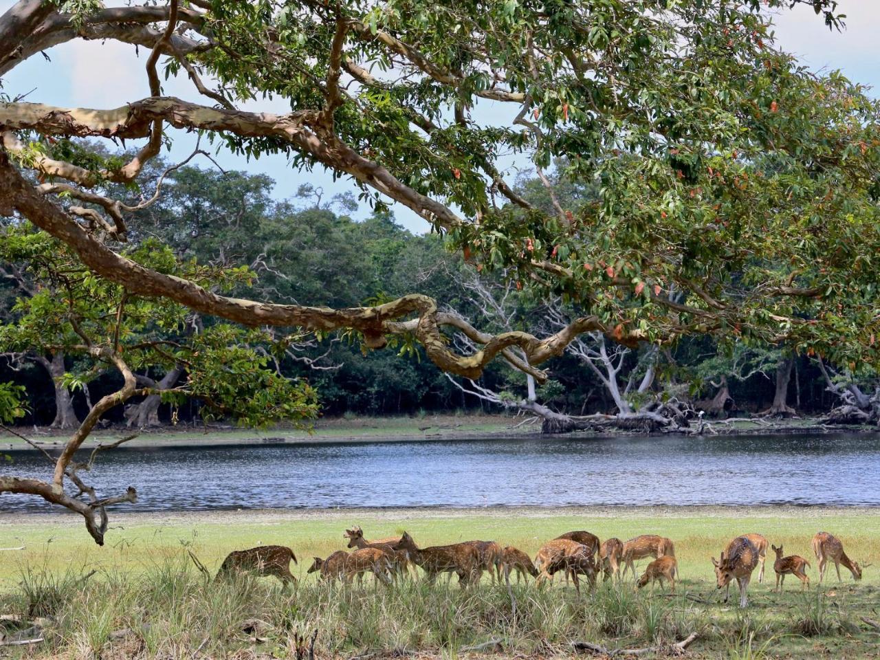 ホテル Wilpattu Corridor Leisure エクステリア 写真