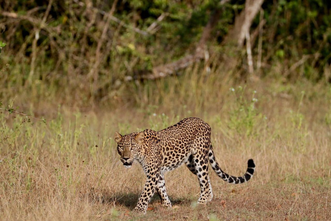 ホテル Wilpattu Corridor Leisure エクステリア 写真
